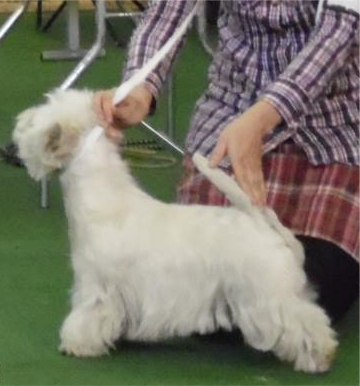 Lens of the Universe Kubson | West Highland White Terrier 