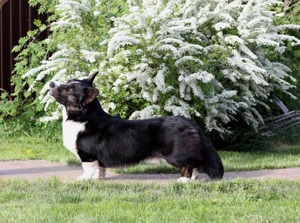 Clovertrail's Wise and Wonderfull | Cardigan Welsh Corgi 