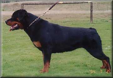 Jenecks Yana | Rottweiler 