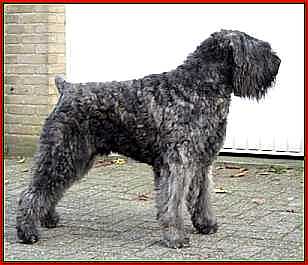 Damon Laura v. Bouvier Topline | Bouvier des Flandres 