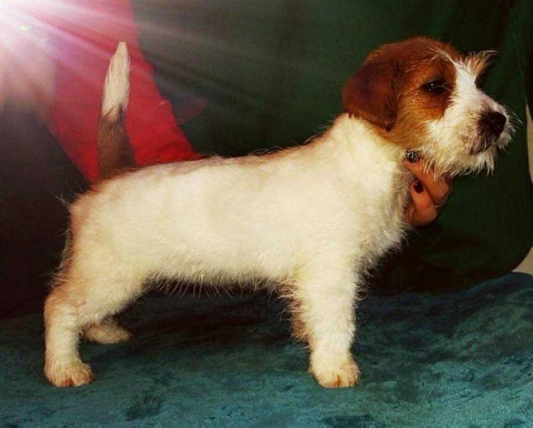 ROYAL DI SAN RUFFINO JACK MASHA | Jack Russell Terrier 