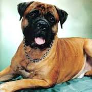 Blue Bells jolly | Bullmastiff 