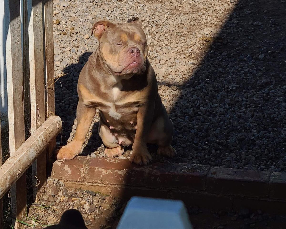 Latin Royal Bullies JLO | Olde English Bulldogge 