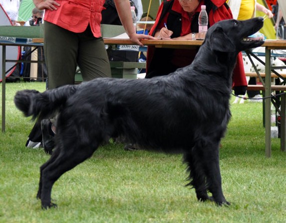 Alvaro vom Moenchskloster | Flat-Coated Retriever 