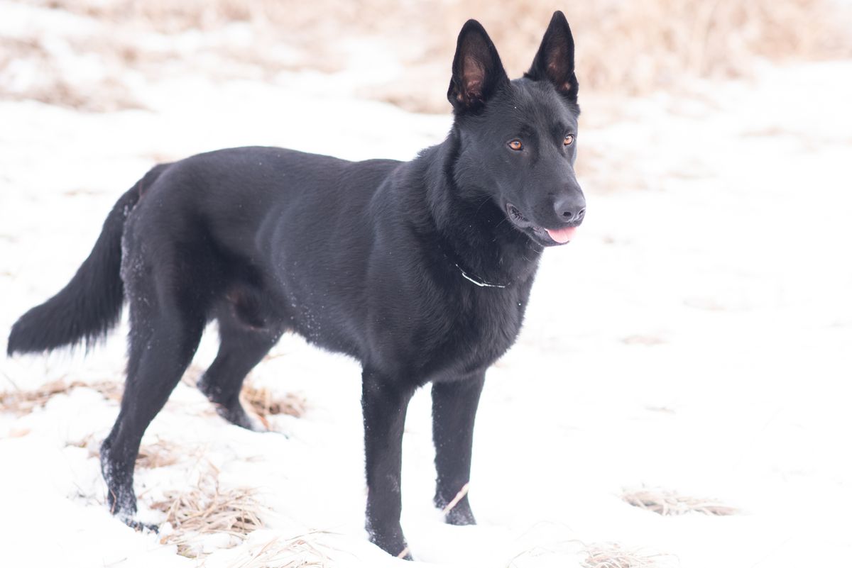 Jack Boca Bohemia | German Shepherd Dog 