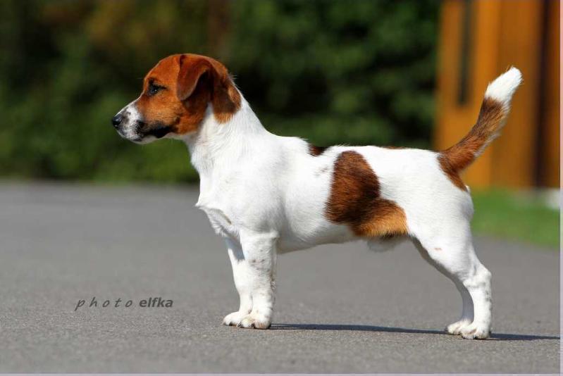 GLORFINDEL ELF LORD Inlovewith | Jack Russell Terrier 