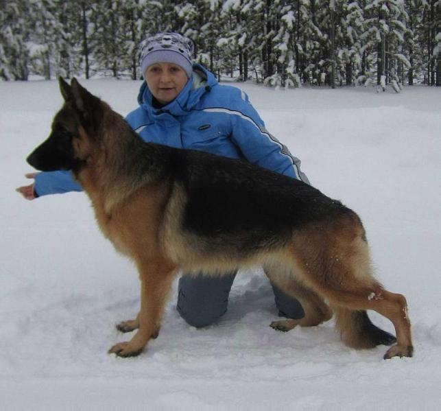 Toshiba iz Fortuna Merdi | German Shepherd Dog 