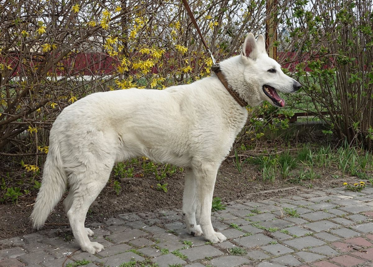 Nebesnyi Volk A-Ultimatum | White Swiss Shepherd Dog 