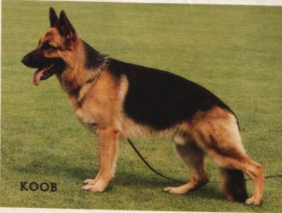 Lupo vom Klosterbogen | German Shepherd Dog 