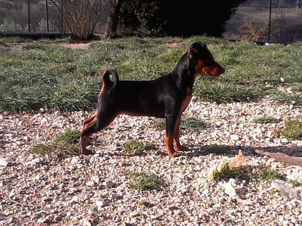 Odissea Del Capo Di Leuca | Miniature Pinscher 