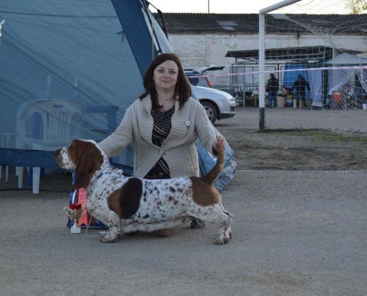 Merkoni Gwendoline Ray | Basset Hound 