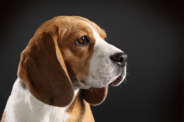 Lusy Beagle Of Wels | Beagle 