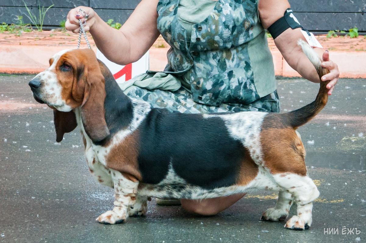 Terdeshen Beatrice | Basset Hound 