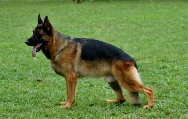 Chacal do Vento Simun | German Shepherd Dog 
