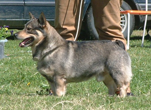 Fennican Yks Yrjänä Vaan | Swedish Vallhund 