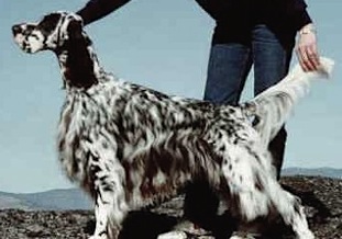 Set'R Ridge Accolade In Gold | English Setter 