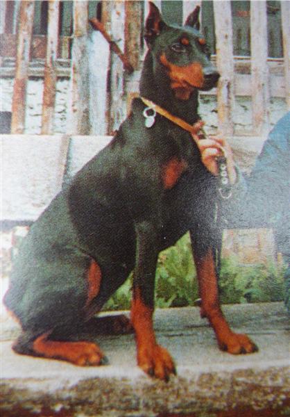 FRATZ von Nassau | German Pinscher 