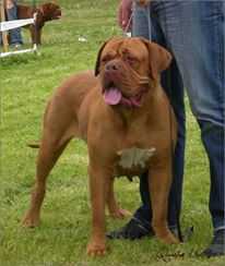 New Hope Von Bullbordogs | Dogue de Bordeaux 