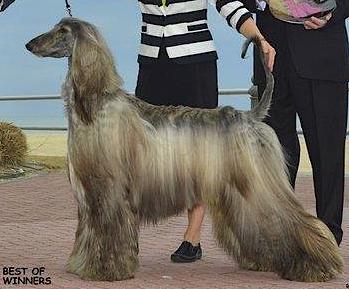 Kasban Sura Bell Bottom Blues | Afghan Hound 