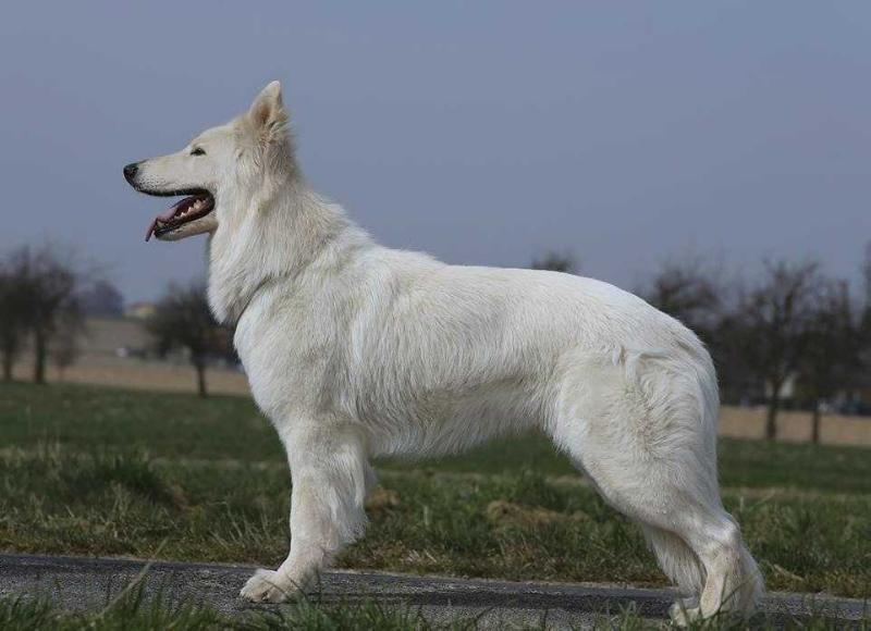 IRON De l'Esprit du Sud | White Swiss Shepherd Dog 