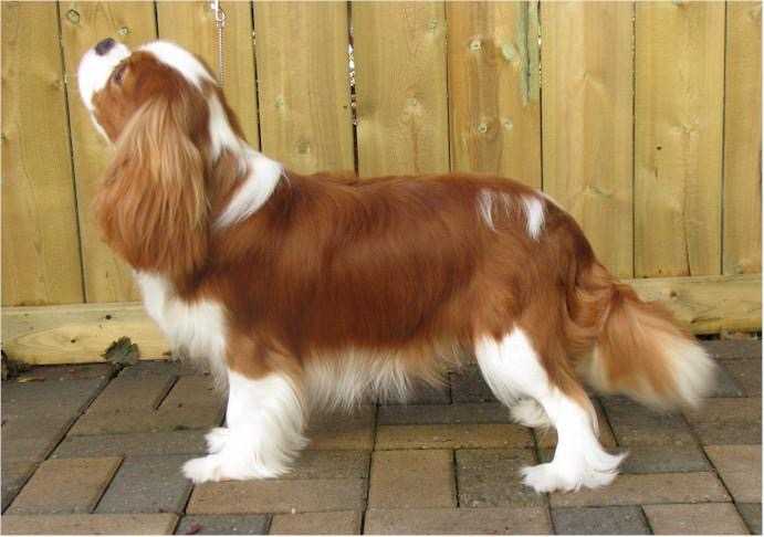 Kinvaar Believer Fever | Cavalier King Charles Spaniel 