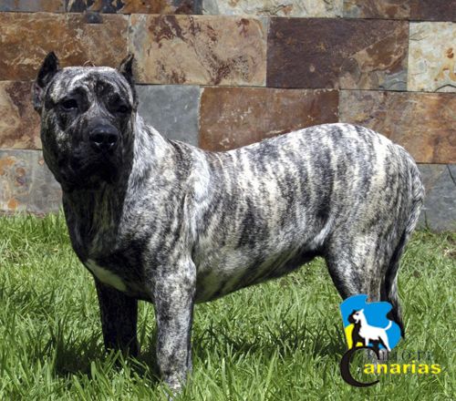 Tunka | Perro de Presa Canario 