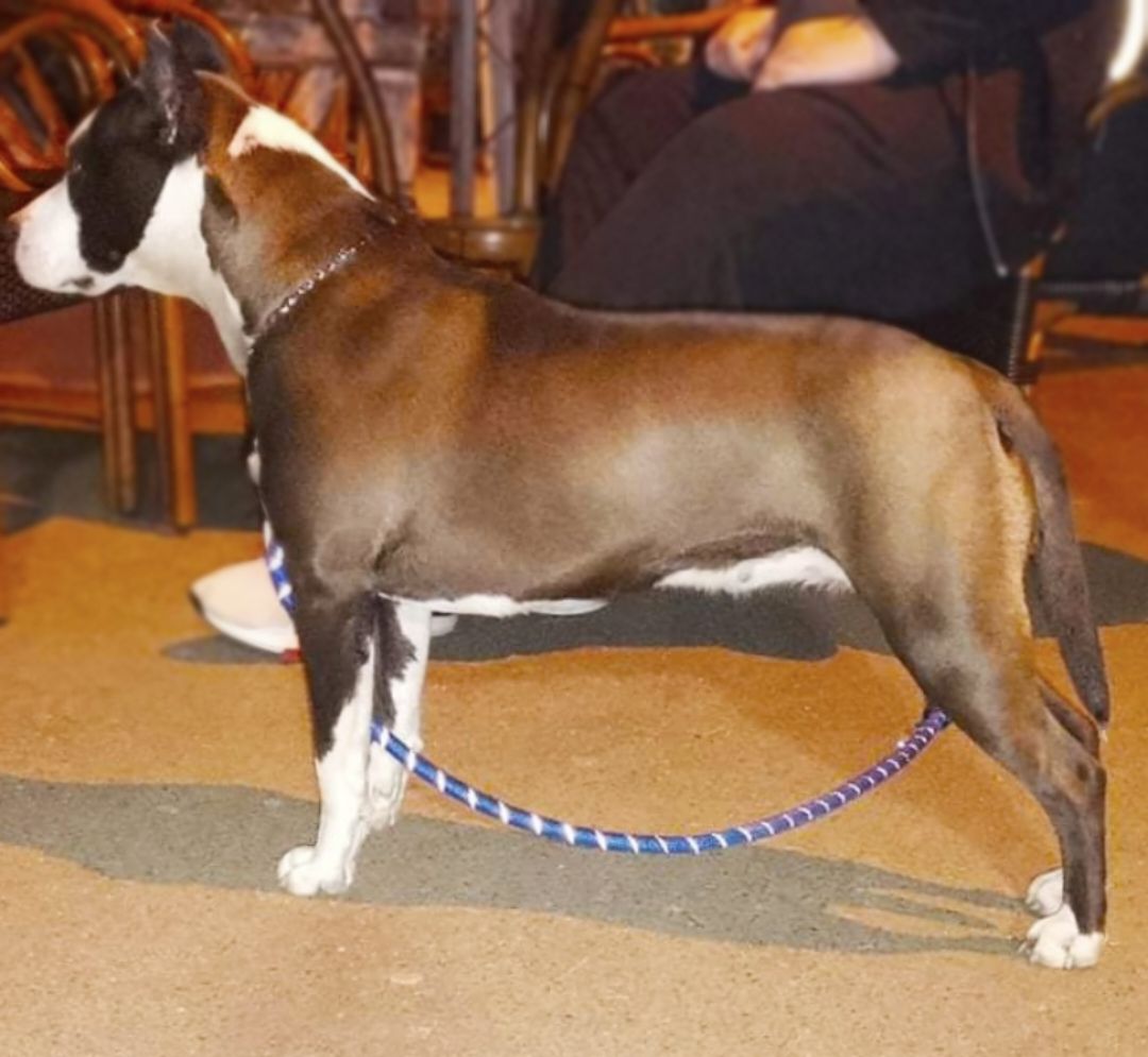 INDIGO MAXIMUS PRIDE | American Staffordshire Terrier 