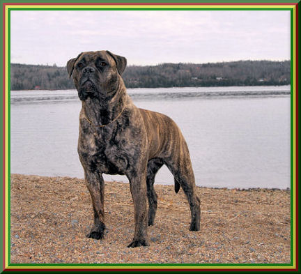 Moonmagic's Secret Fantazzy | Bullmastiff 