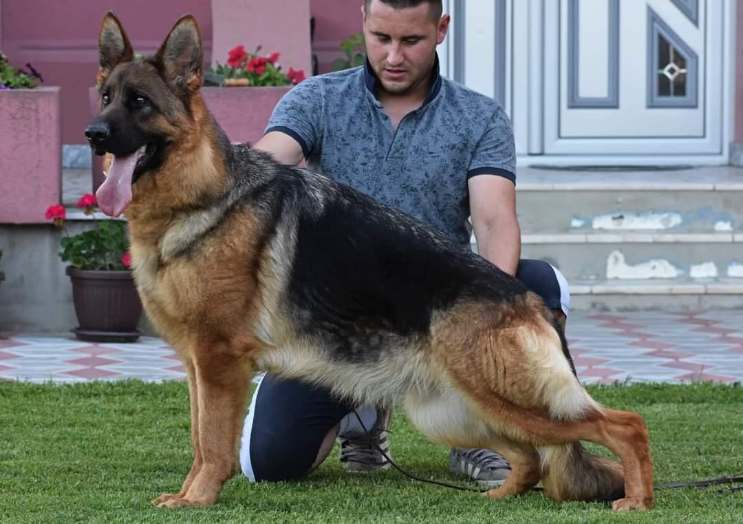 Verra Von Der Jugprom | German Shepherd Dog 