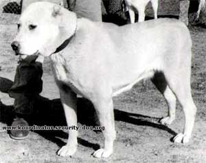 Babu | Central Asian Shepherd Dog 