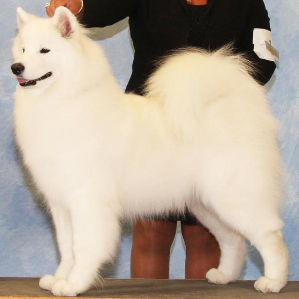 Cuvée’s Bridgette Bordeaux | Samoyed 