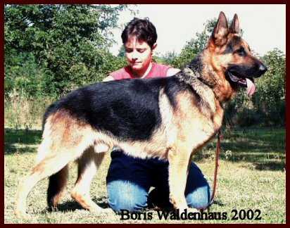 Boris Waldenhaus | German Shepherd Dog 