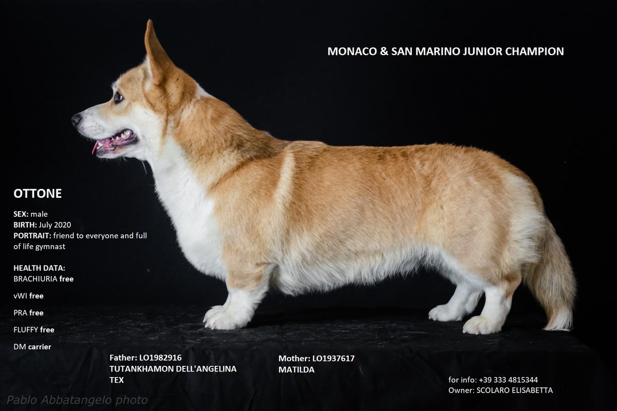 Ottone dell'Etruria 2000 | Pembroke Welsh Corgi 