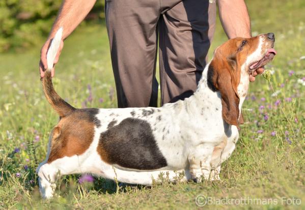 Quantas-Napoca Xena | Basset Hound 