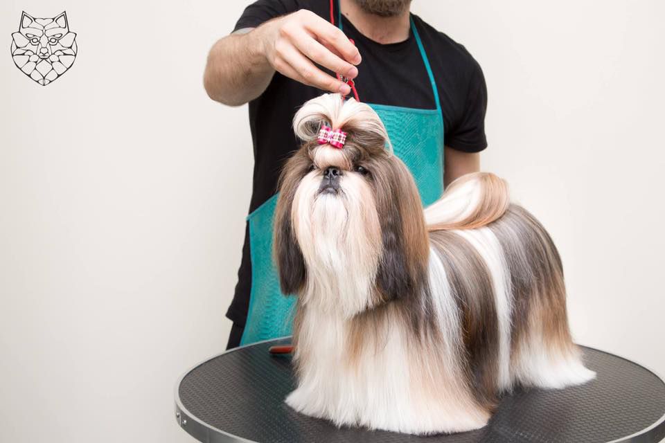 FREAKSHOW COBRASTYLE | Shih Tzu 