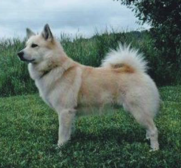 Fjalla- Freki | Icelandic Sheepdog 