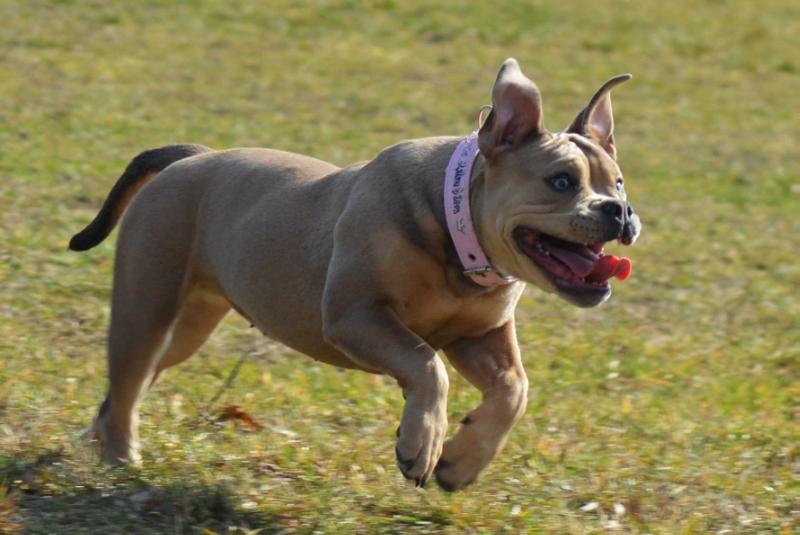 Colorgiant Bulls Angel | Olde English Bulldogge 