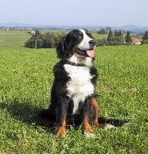 Tara v. Baerimaetteli | Bernese Mountain Dog 