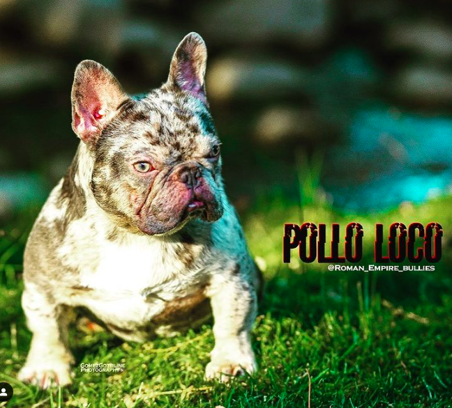 Roman Empire El Pollo Loco | French Bulldog 