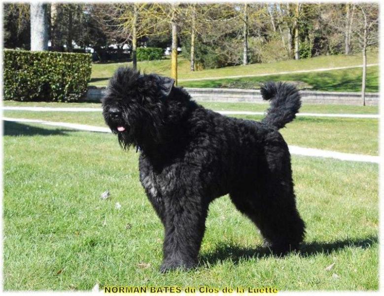 TOSCA DU CLOS DE LA LUETTE | Bouvier des Flandres 