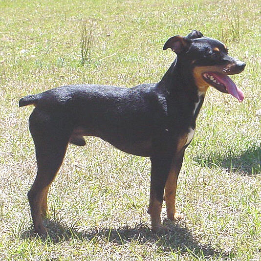 Four Paws Midnight Legend at RPK | Rat Terrier 