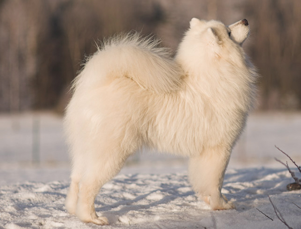 Pilgrimage Imperial John | Samoyed 