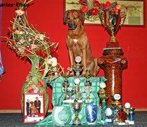 Tina Trading Biser | Rhodesian Ridgeback 