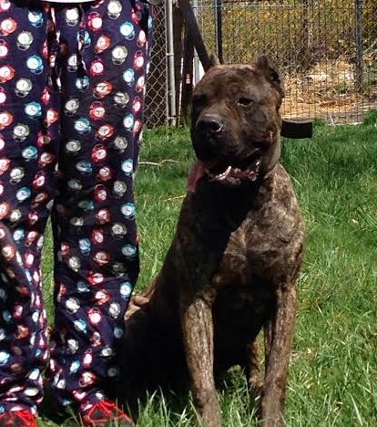D'Jack De La Arena | Perro de Presa Canario 
