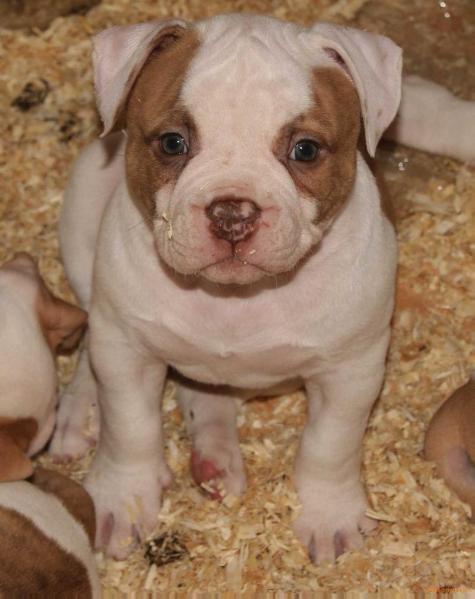 LUFFY BULLDOGISLAND | American Bulldog 