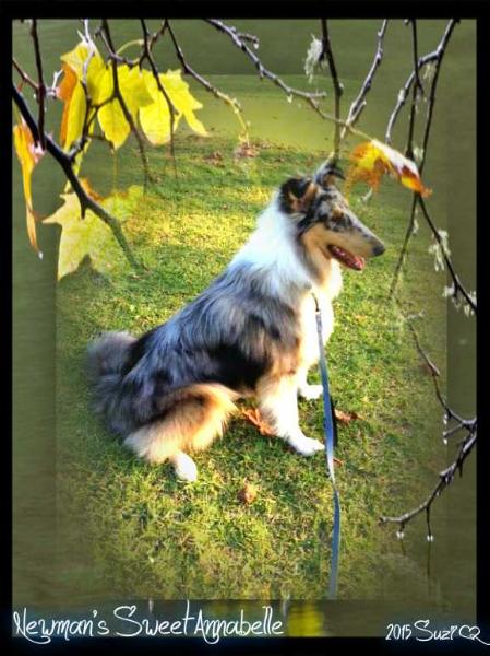 Newman's Sweet Annabelle | Rough Collie 