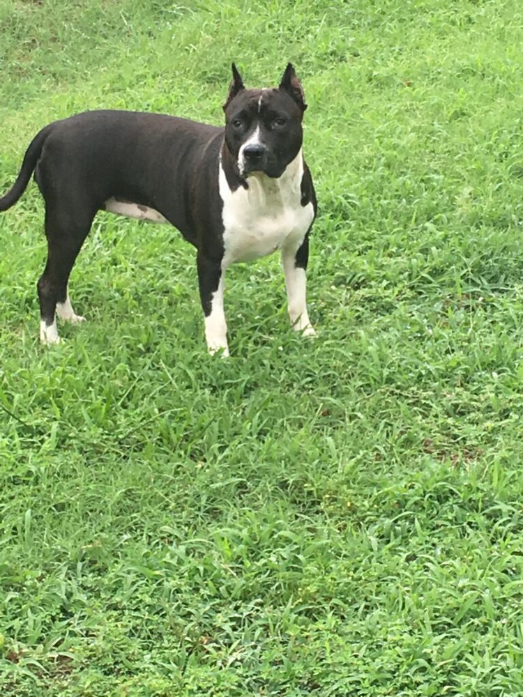 TUATH DE BRIGID OF LIL CREEK | American Staffordshire Terrier 