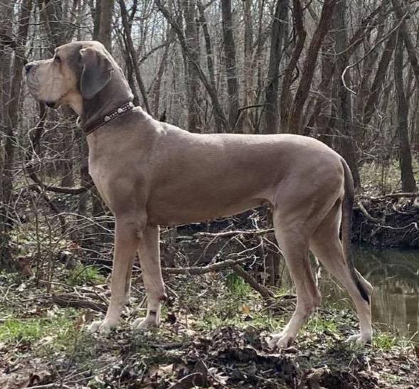 GD Of The Ozarks Nikka Of KHS | Great Dane 