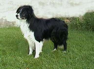 Beagold Douglas | Border Collie 