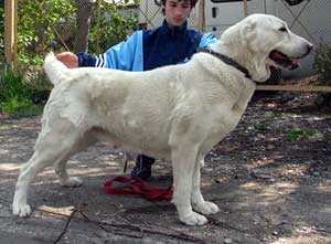 Tetri-Tatuchi Iz Klovi | Central Asian Shepherd Dog 